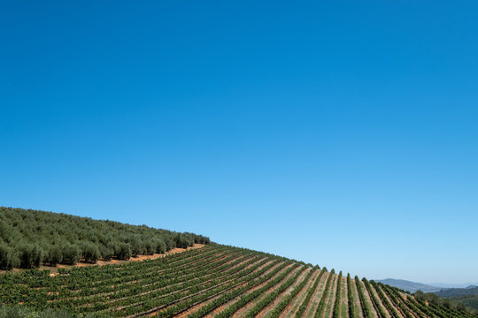 View of the vineyards at Tokara Wine Estate in the Simonsberg mountains, Stellenbosch, Cape Town, South Africa, taken on a clear day. The vines are planted in rows on the hillside. 