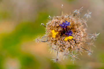 Concept of reborn, colorful flowers in a dry  one.