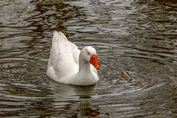 white goose swimming in city park pond in springtime