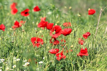 Naklejka premium Red poppies in the meadow