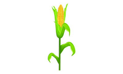 vector corn yellow fresh healty colb with green leaf with steal