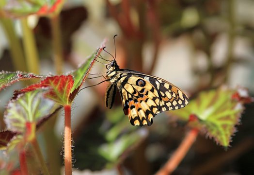 Beautiful butterfly Papilio demoleus closeup