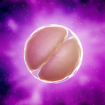 3d rendered medically accurate illustration of a 2 cell stage embryo