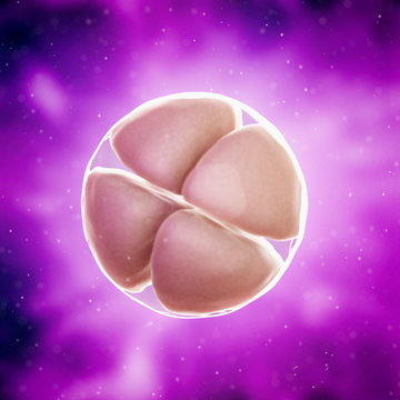 3d rendered medically accurate illustration of a 4 cell stage embryo