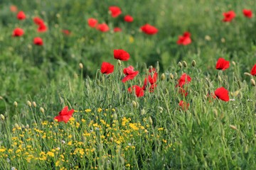 Red poppies in the meadow