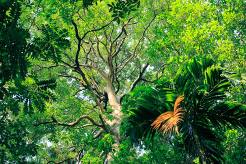 Large trees in the forest, tree trunks, fertile forests,Moss tree, fern
