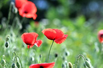 Obraz premium Red poppies in the meadow
