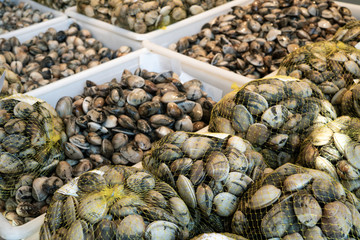 Fresh clams on crates for sale