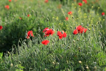 Red poppies in the meadow