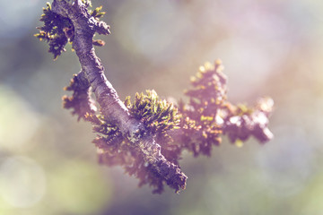 Close up detail of moss covered tree branch against sunlight with mystical  blurred background - concept nature environment forest countryside beautiful plant park gardening macro mystic dreamy