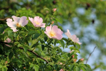 Obraz premium The branch of wild rose with pink flowers