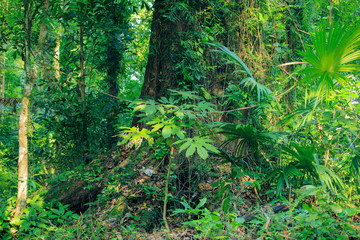 Large trees in the forest, tree trunks, fertile forests,Moss tree, fern