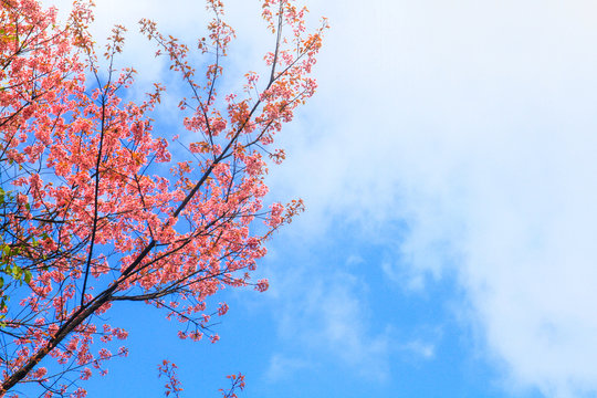 Beautiful Wild Himalayan Cherry flowers with blue sky in forest on the mountain, Thailand