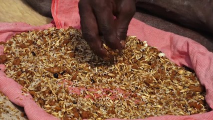 Close-up low-angle still shot of a Dorma caste religiously scooping black sesame between his thumb and index finger, and throwing them on a burning cremation fire, Ganga River, India