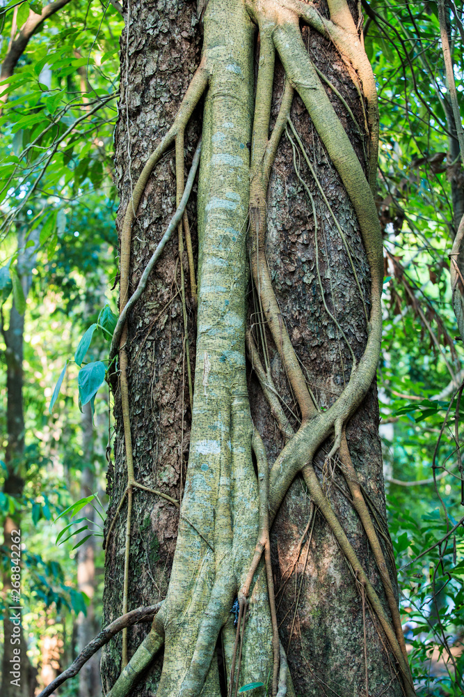 Poster big tree trunk with roots ,large trees in the forest, tree trunks, fertile forests