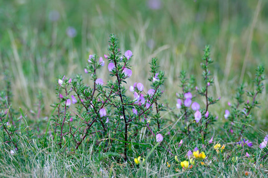 Dorniger Hauhechel (  Ononis spinosa )