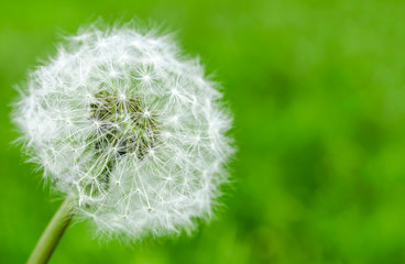 dandelion flower with seeds ball close up in blue bright turquoise background horizontal view