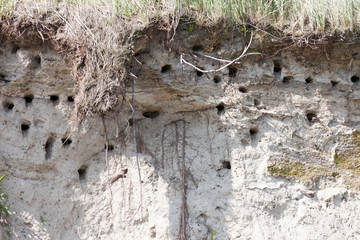 Bruthöhlen der Uferschwalben