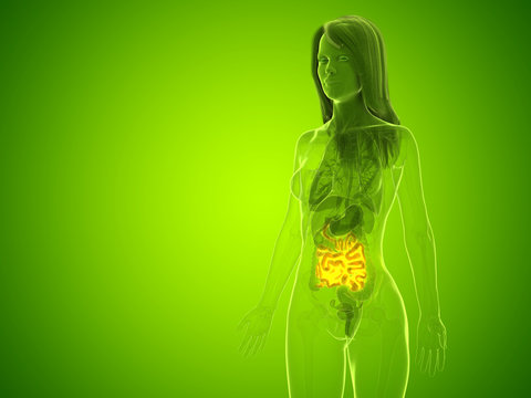 3d rendered medically accurate illustration of a womans small intestine