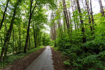 path in green forest