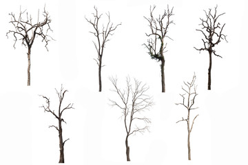 Fototapeta na wymiar Set of Dead tree or dried tree isolated on white background.Clipping path.
