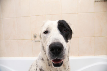 Obraz premium Bathing of the Central Asian Shepherd Dog . Dog taking a bubble bath. Alabai Grooming dog.