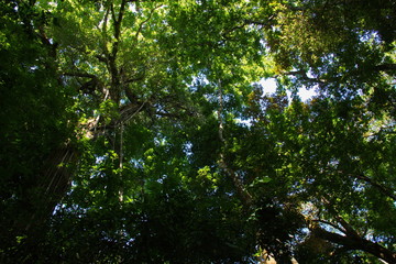 View of the treetops in Corcovado NP on peninsula Osa in Costa Rica