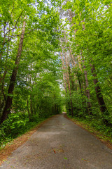 Obraz premium green forest in spring time