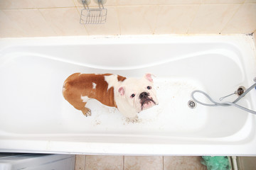 Bathing of the english bulldog. Dog taking a bubble bath. Grooming dog.