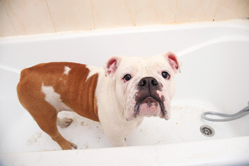 Bathing of the english bulldog. Dog taking a bubble bath. Grooming dog.