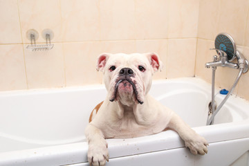 Bathing of the english bulldog. Dog taking a bubble bath. Grooming dog.