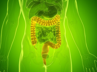 3d rendered medically accurate illustration of a mans large intestine