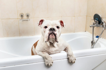 Bathing of the english bulldog. Dog taking a bubble bath. Grooming dog.