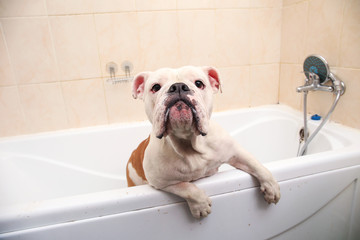Bathing of the english bulldog. Dog taking a bubble bath. Grooming dog.