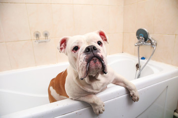 Bathing of the english bulldog. Dog taking a bubble bath. Grooming dog.