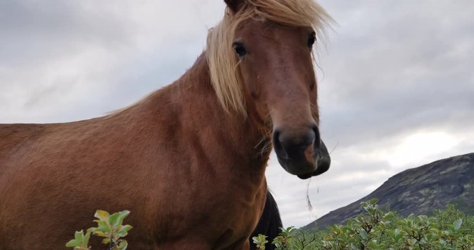 Icelandic horse close up grazing free range handheld looking at camera.mov