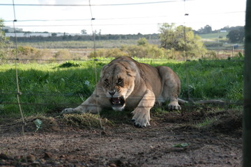 Angry Lioness