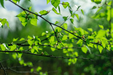 Fototapeta na wymiar green Foliage on tree branch. nature background