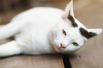Fototapeta na wymiar White cat Sleeping and enjoy on wood terrace