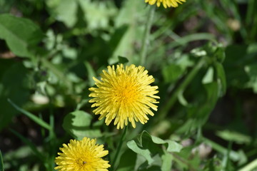 dandelion