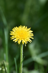 dandelion