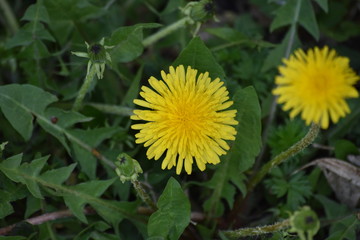 dandelion