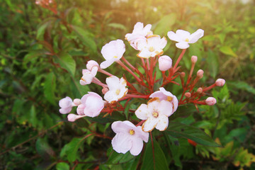 Luculia gratissima (Wall.) Sweet var. glabra Fukuoka wild flowers on the mountain