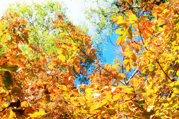 Fototapeta na wymiar Beautiful orange and yellow leaves branch of tree with blue sky in forest on the mountain