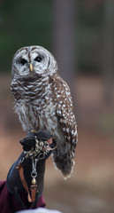 Barred Owl perched and looking around