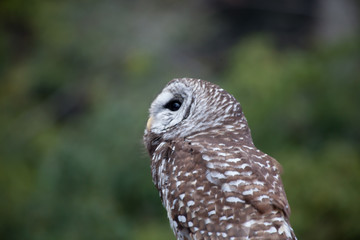Barred Owl perched and looking around