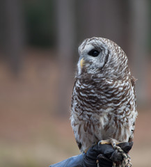 Barred Owl looking left