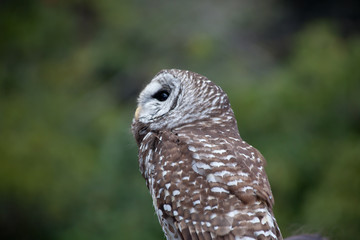 Barred Owl perched and looking around