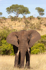 elephant national parks and nature reserves of south africa
