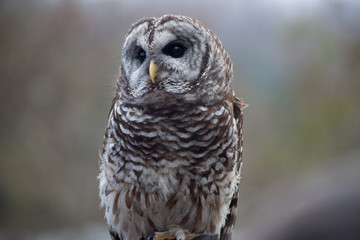 Barred Owl perched and looking around